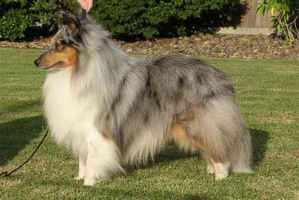 Rent Shetland-Sheepdog