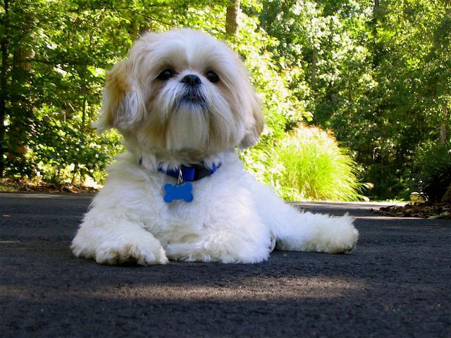 Rent Shih Tzu