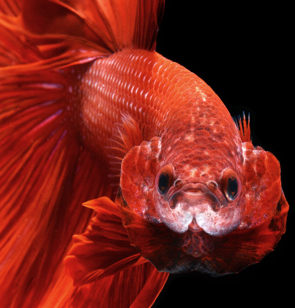 Rent Siamese Fighting Fish