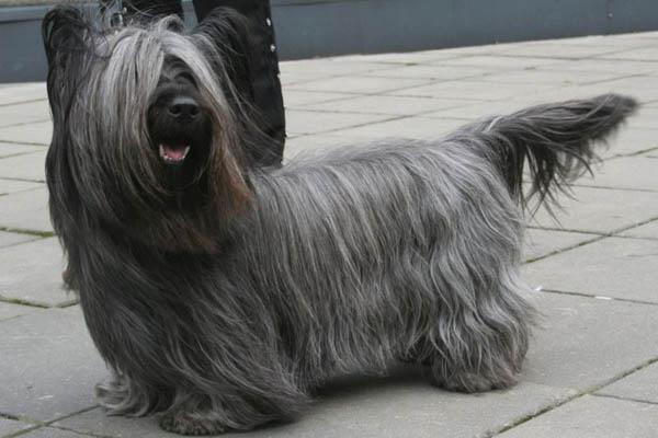 Rent Skye Terrier