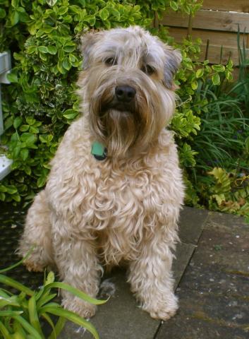 Rent Soft Coated Wheaten Terrier