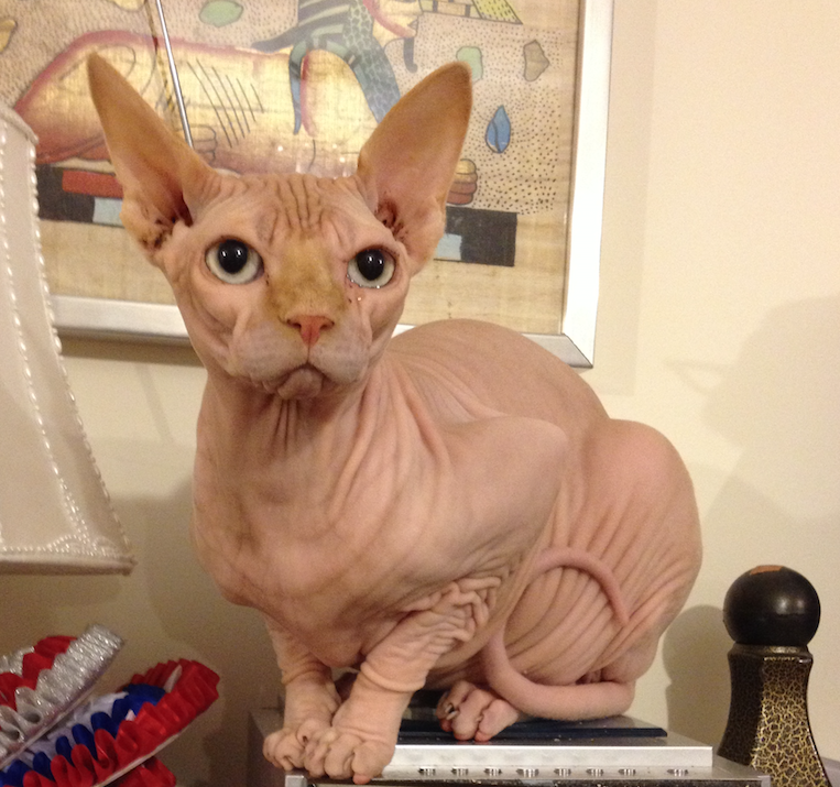 Rent Sphynx Cat 1