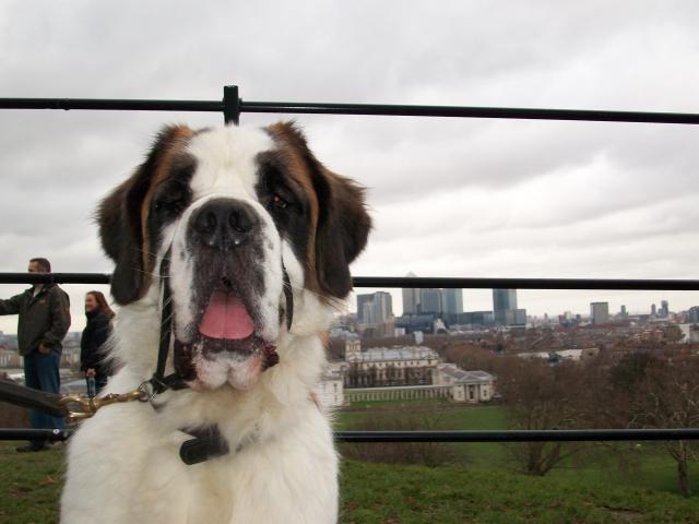 Rent St Bernard 1