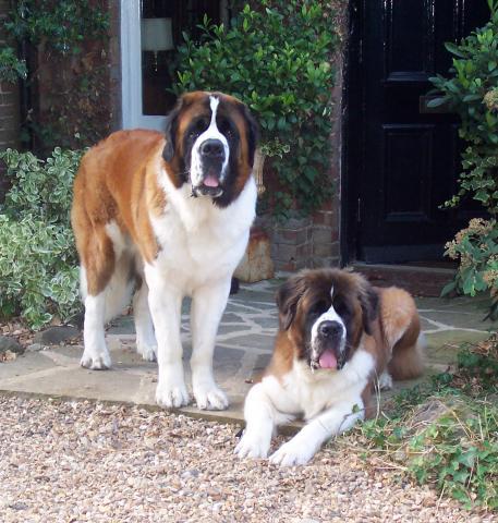 Rent St Bernards