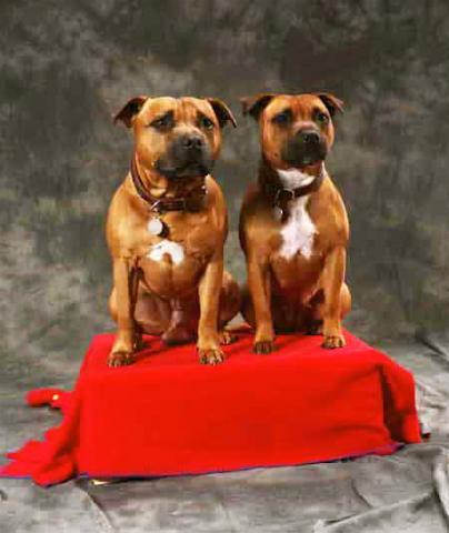 Rent Staffordshire Bull Terriers