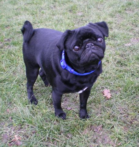 Rent Stanley (Pug)