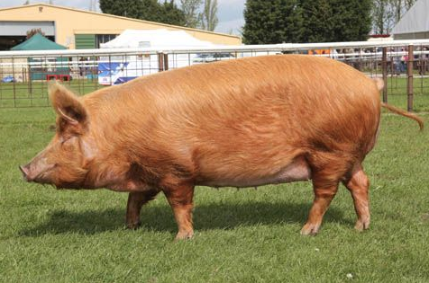 Rent Tamworth Pig