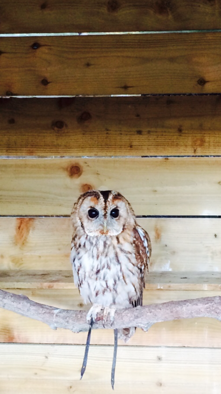 Rent Tawny Owl