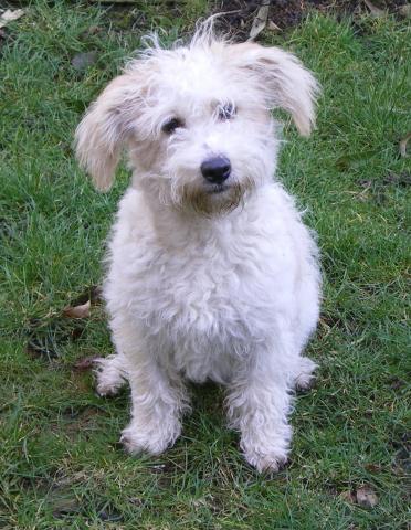 Rent Teddy (Cross breed)