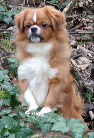 Rent Tibetan Spaniel