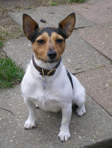 Rent Tich (Jack Russel)