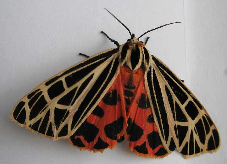 Rent Tiger Moth