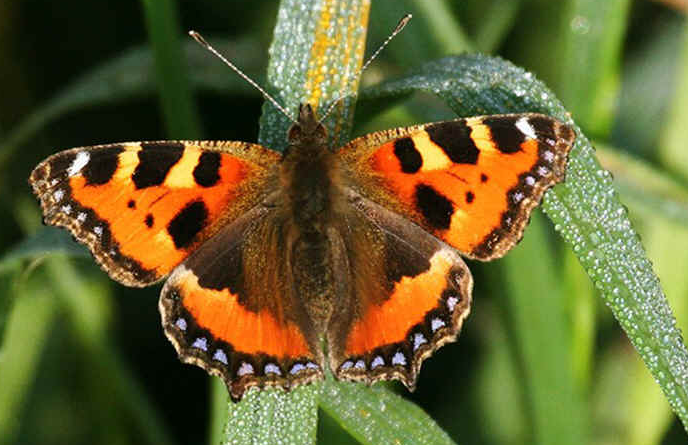 Rent Tortoiseshell Butterfly