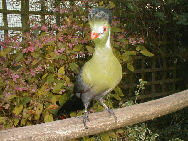 Rent Turaco