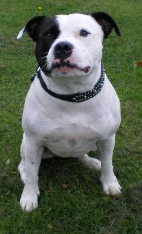 Rent Tulah (Staffie)