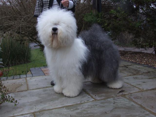 Rent Violet (Old English Sheepdog)