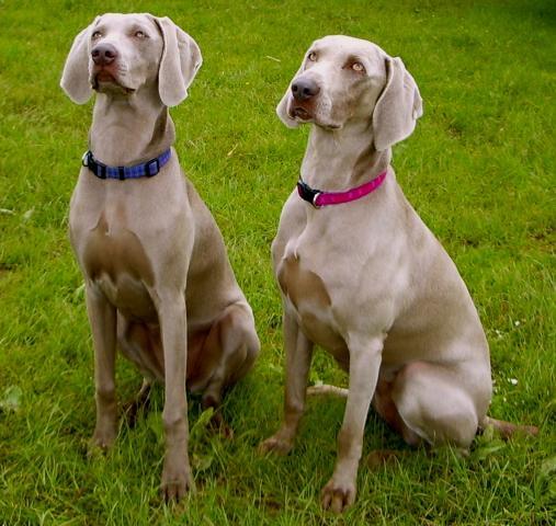 Rent Weimaraners