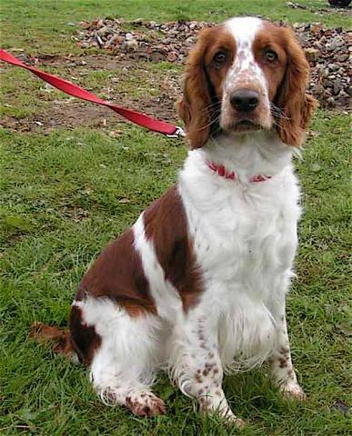 Rent Welsh Springer Spaniel