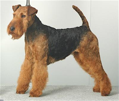 Rent Welsh Terrier