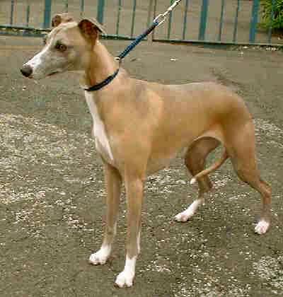 Rent Whippet