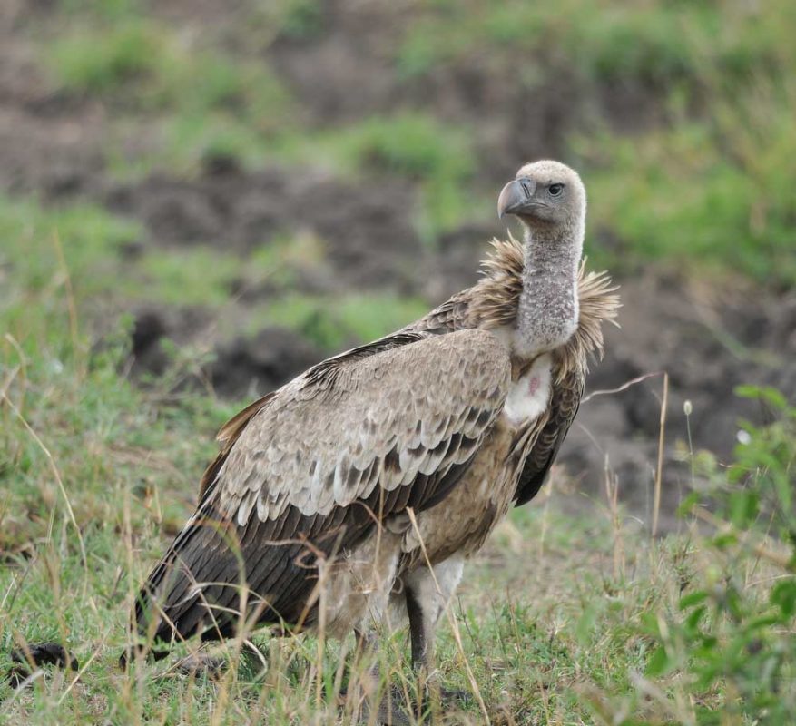 Rent White Back Vulture