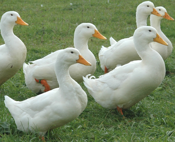 Rent White Ducks