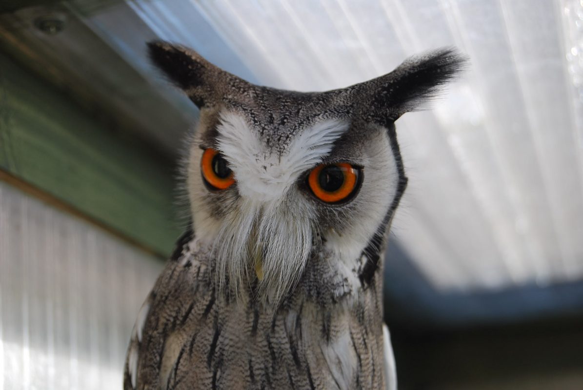 Rent White Faced Scops Owl