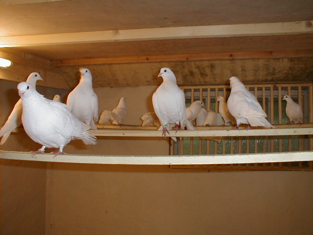 Rent White Pigeons