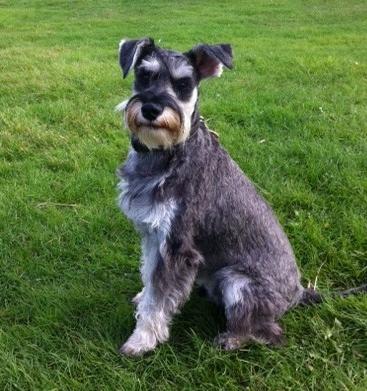 Rent Wilson (Schnauzer)