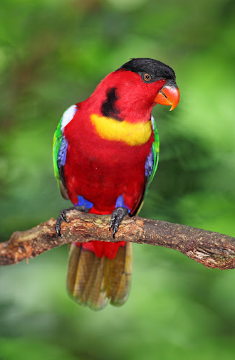 Rent Yellow Bibbed Lory