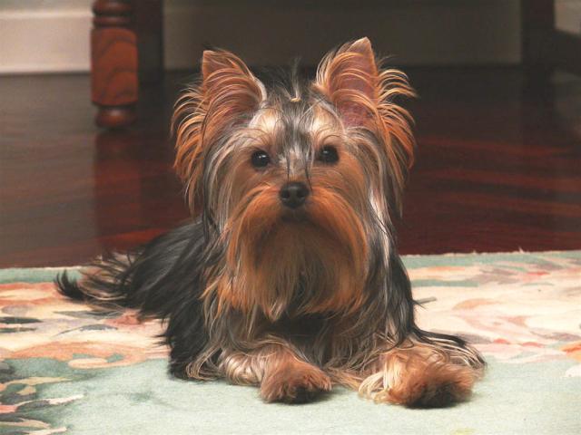 Rent Yorkshire Terrier 2