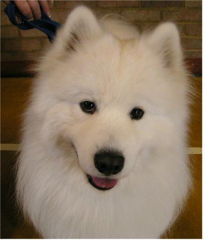 Rent Zak (Samoyed)