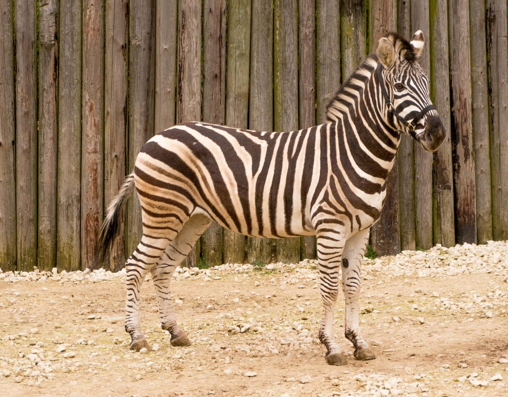 Rent Zebra