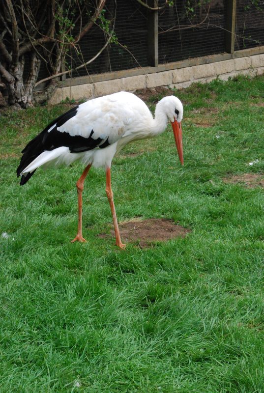 Rent White Stork