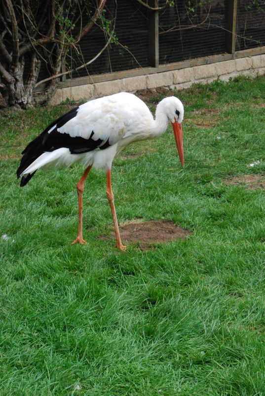 Rent White Stork