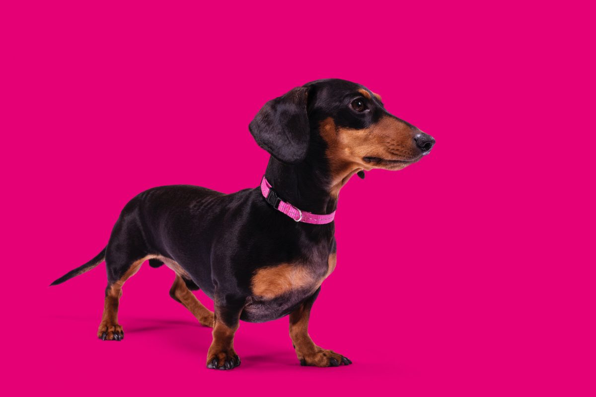 Rent Dachshund 1